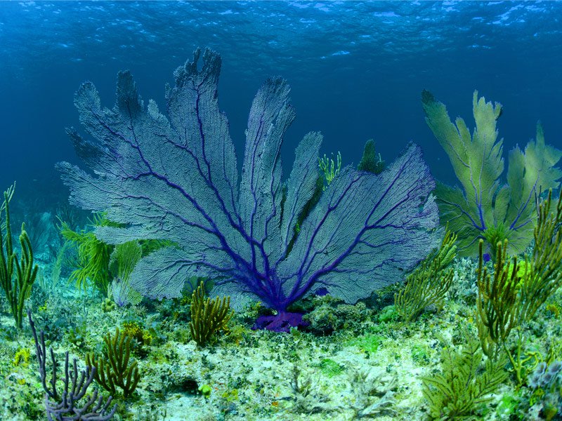 Andros-Barrier-Reef.jpg